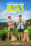 Tìm Nhà Cho Boss