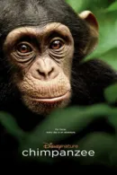 Chimpanzee