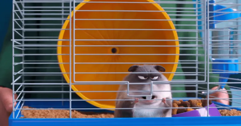 Chú chuột hamster mập bị ám ảnh với việc giảm cân