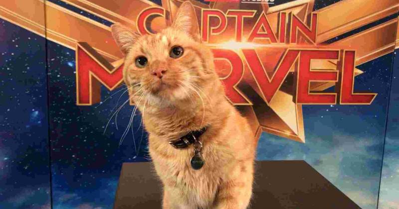 Bé mèo Goose tạo dáng không kém ngôi sao nào trên thảm đỏ Captain Marvel (USA Today)