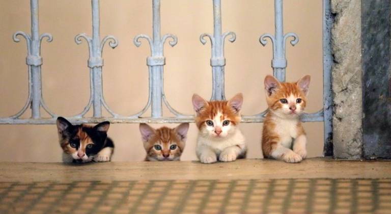 Những bé mèo đáng yêu này đang nghĩ gì về loài người? (Everett Collection)
