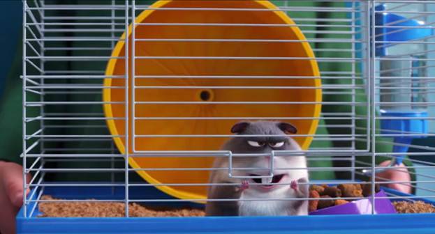 Chú chuột hamster Guinea Pig phát cuồng vì việc giảm cân