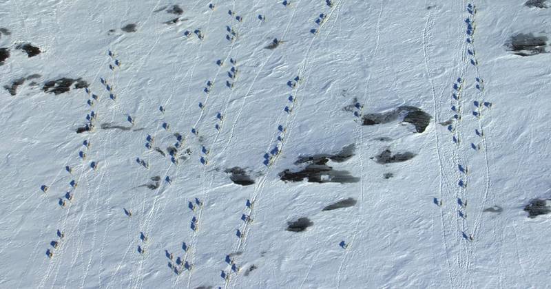 Đàn tuần lộc đi trên tuyết này đã giảm 70% số lượng. 