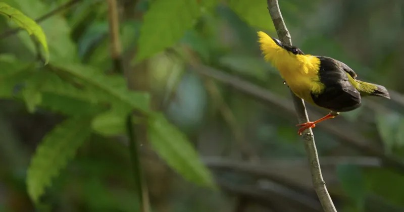 Our Planet có thể nói là do Netflix "hớt tay trên" của BBC.