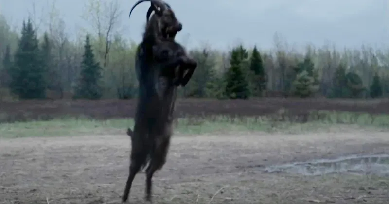 Black Phillip - chú dê quỷ dữ của The Witch có cả một tài khoản Twitter riêng