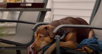 A Dog's Way Home - Câu chuyện cảm động về chú chó đi tìm chủ sau khi bị lạc