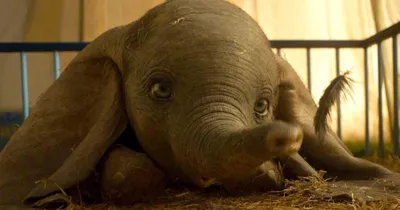 Dumbo: Chú Voi Biết Bay đang nhận được những phản ứng tích cực từ truyền thông