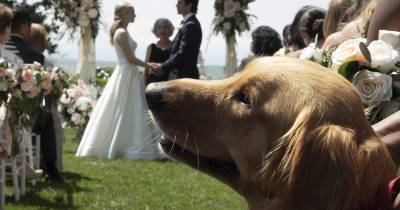 [REVIEW] Cuộc Đời Phi Thường Của Chú Chó Enzo