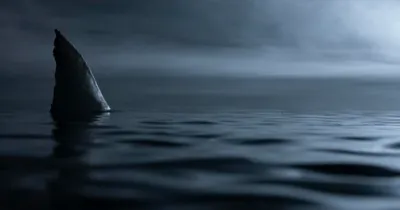 Hung Thần Trắng (2021) - Cá mập "bán hành" cho các du khách đã "yếu còn ra gió"