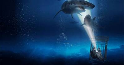 Mồi Cá Mập (Shark Bait) - Cá Mập tạo nguồn cảm hứng bất tận cho các tác phẩm điện ảnh