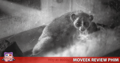 Review Cu Li Không bao Giờ Khóc - Nỗi khắc khoải của tuổi trung niên và sự đứt gãy giữa các thế hệ