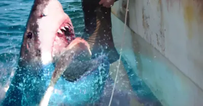 47 Meters Down: The Next Chapter tung teaser trailer đầu tiên ủng hộ sức nóng của The Meg