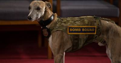 Hội ngộ các boss bốn chân siêu đáng yêu trong Biệt Đội Cún Cưng mới toanh