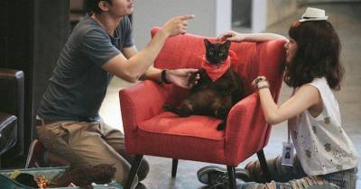 Mèo Mai Mối - Vui nhộn và lãng mạn từ đầu đến cuối