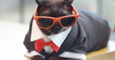 Cat A Wabb -  Mèo ú se duyên