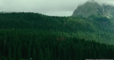 The Forest: Đến với khu rừng nổi tiếng mang tên Khu Rừng Tự Sát