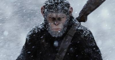Hãng Fox sẽ hợp tác với khu bảo tồn loài khỉ để quảng bá cho War for the Planet of the Apes