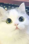 472604223244216