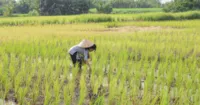 Thân Thuý Hà hiện hình mẹ ghẻ ác độc trong tập 6 Nếu Còn Có Ngày Mai