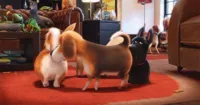 Tổng hợp gif siêu cute của các bé trong The Secret Life of Pets