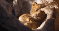 Teaser trailer Lion King của Disney đạt kỷ lục được nhiều lượt xem nhất trong 24h đầu tiên