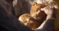 Teaser trailer Lion King của Disney đạt kỷ lục được nhiều lượt xem nhất trong 24h đầu tiên