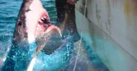 47 Meters Down: The Next Chapter tung teaser trailer đầu tiên ủng hộ sức nóng của The Meg