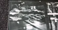 Liệu Creature from the Black Lagoon sẽ  là bộ phim mở đầu cho quá khứ của Dark Universe?