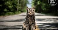 Pet Sematary tung những hình ảnh đầu tiên